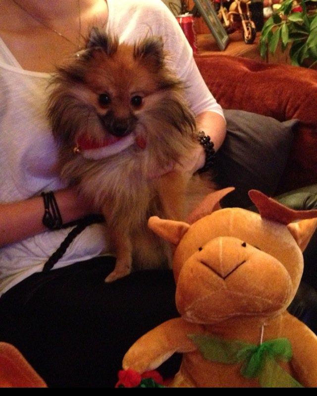 Pomeranian Gizmo billede 13