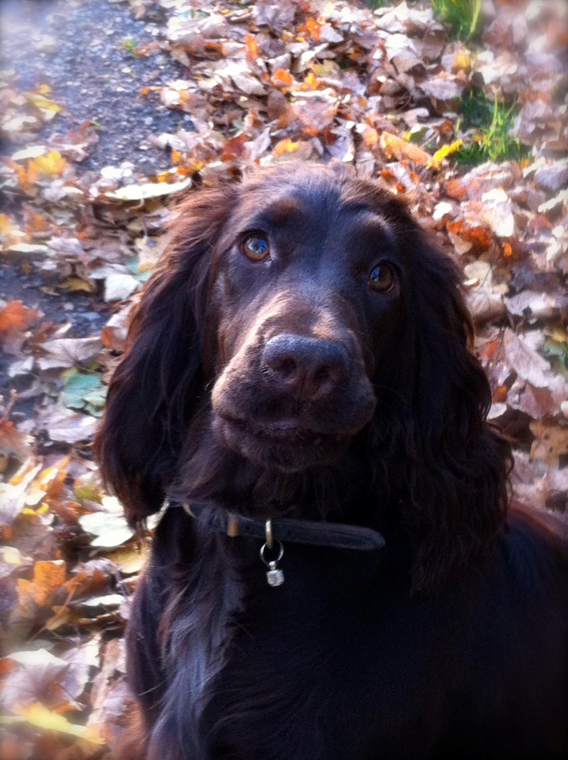 Cocker spaniel Agnes billede 1