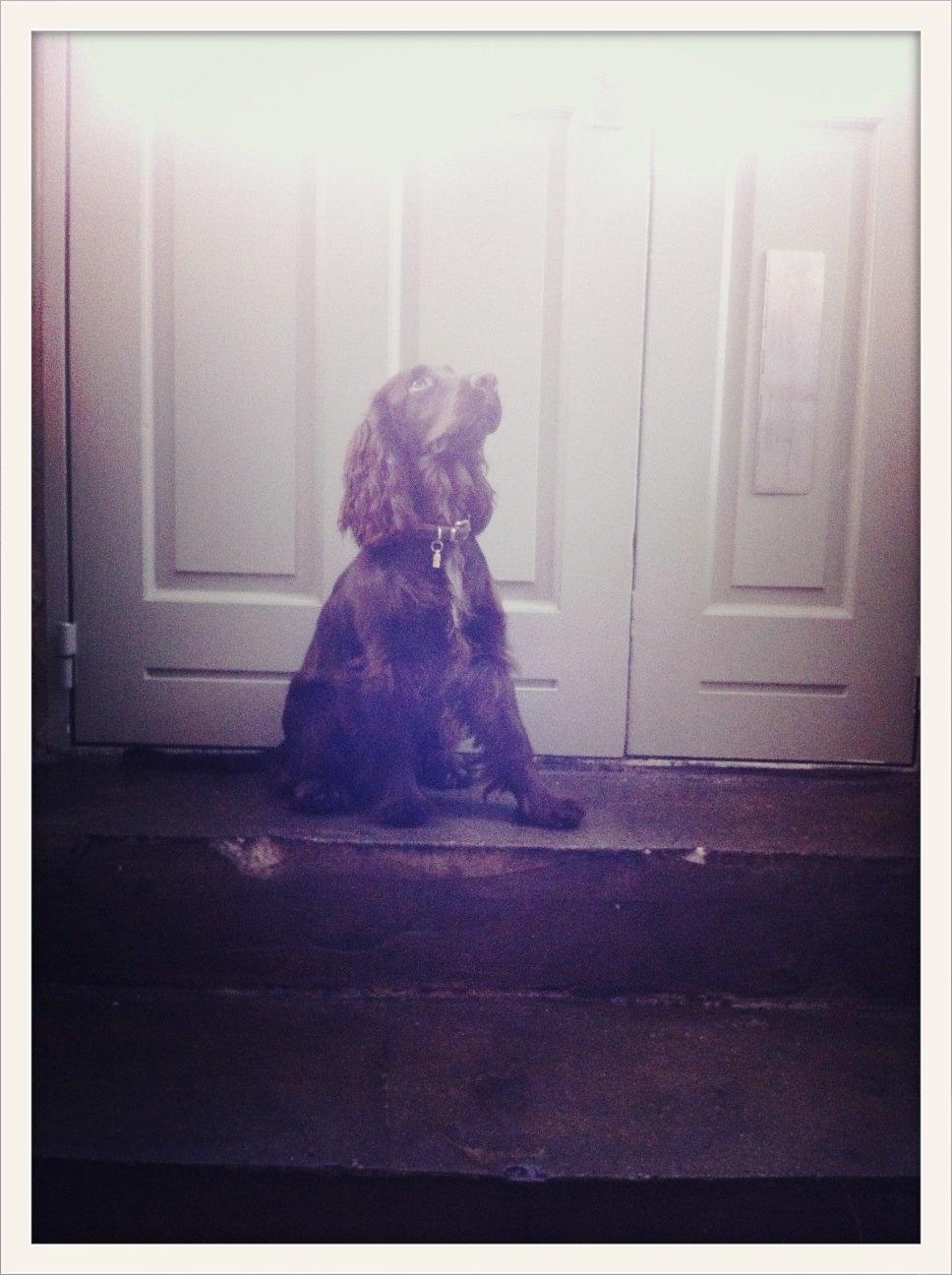 Cocker spaniel Agnes billede 11