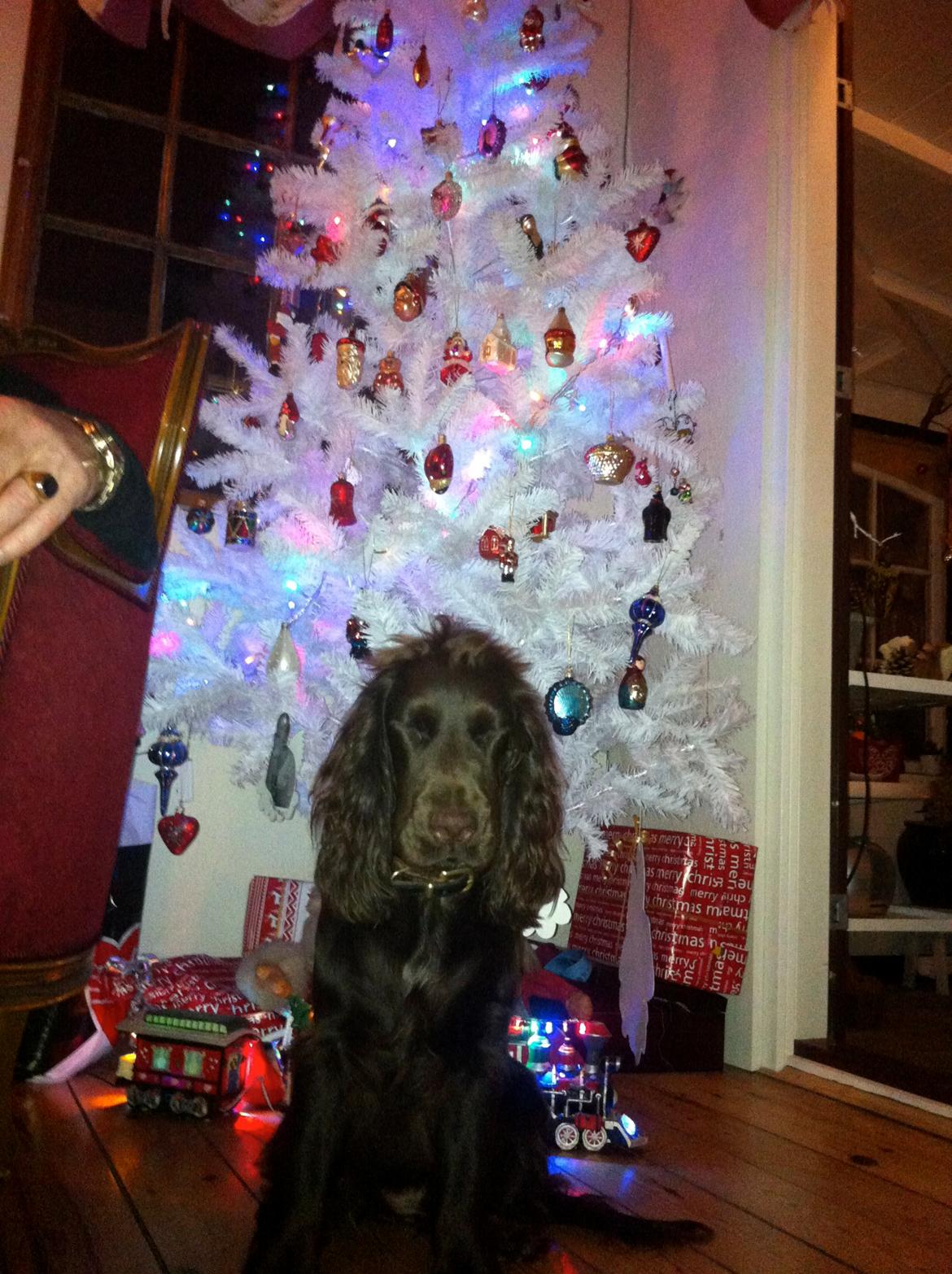 Cocker spaniel Agnes billede 12