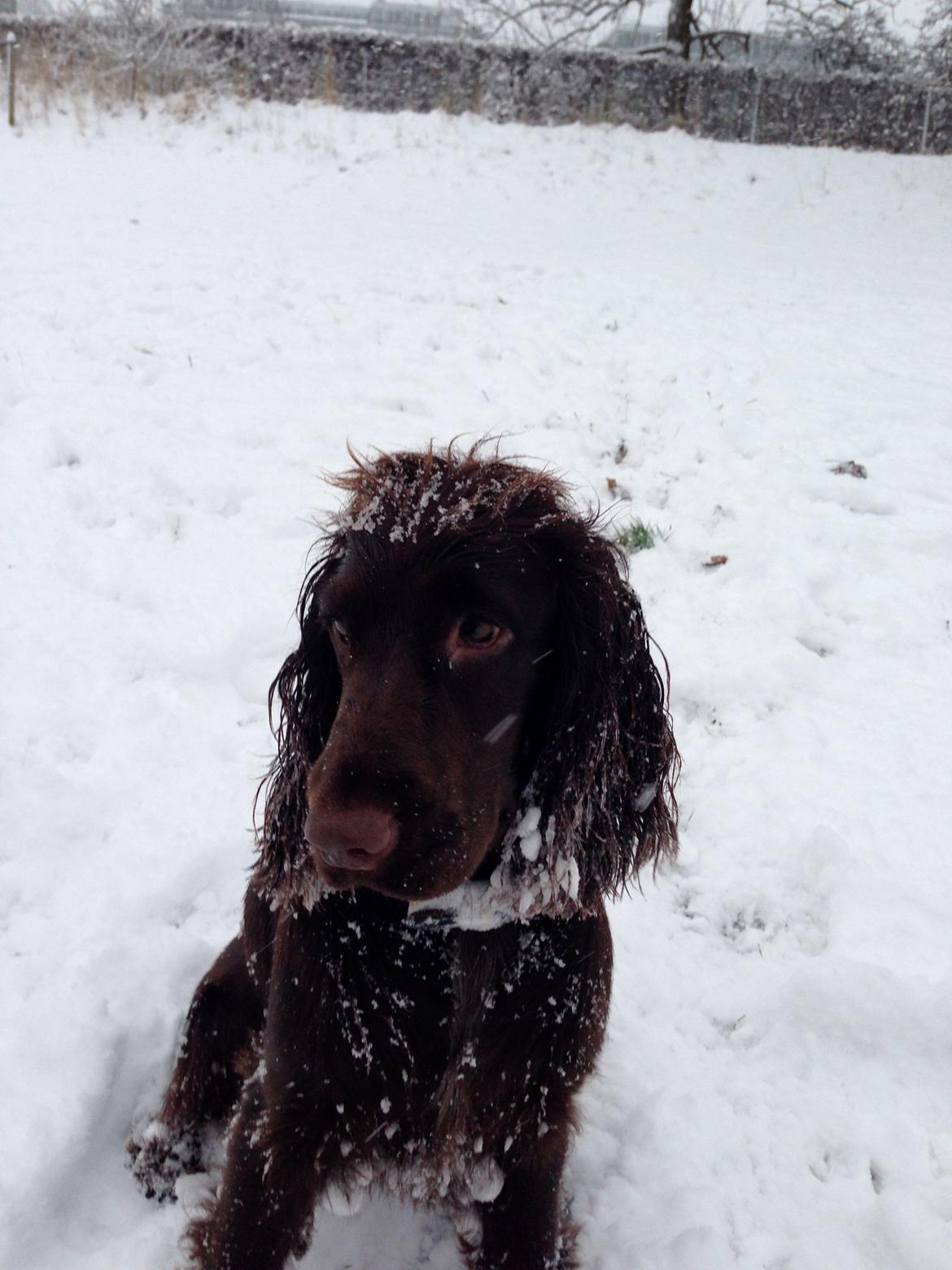 Cocker spaniel Agnes billede 13