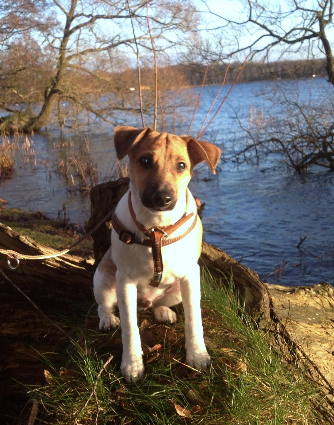 Dansk svensk gaardhund Nicki - Nicki 5 mdr. gammel, min smukke lille skovtrold. billede 6