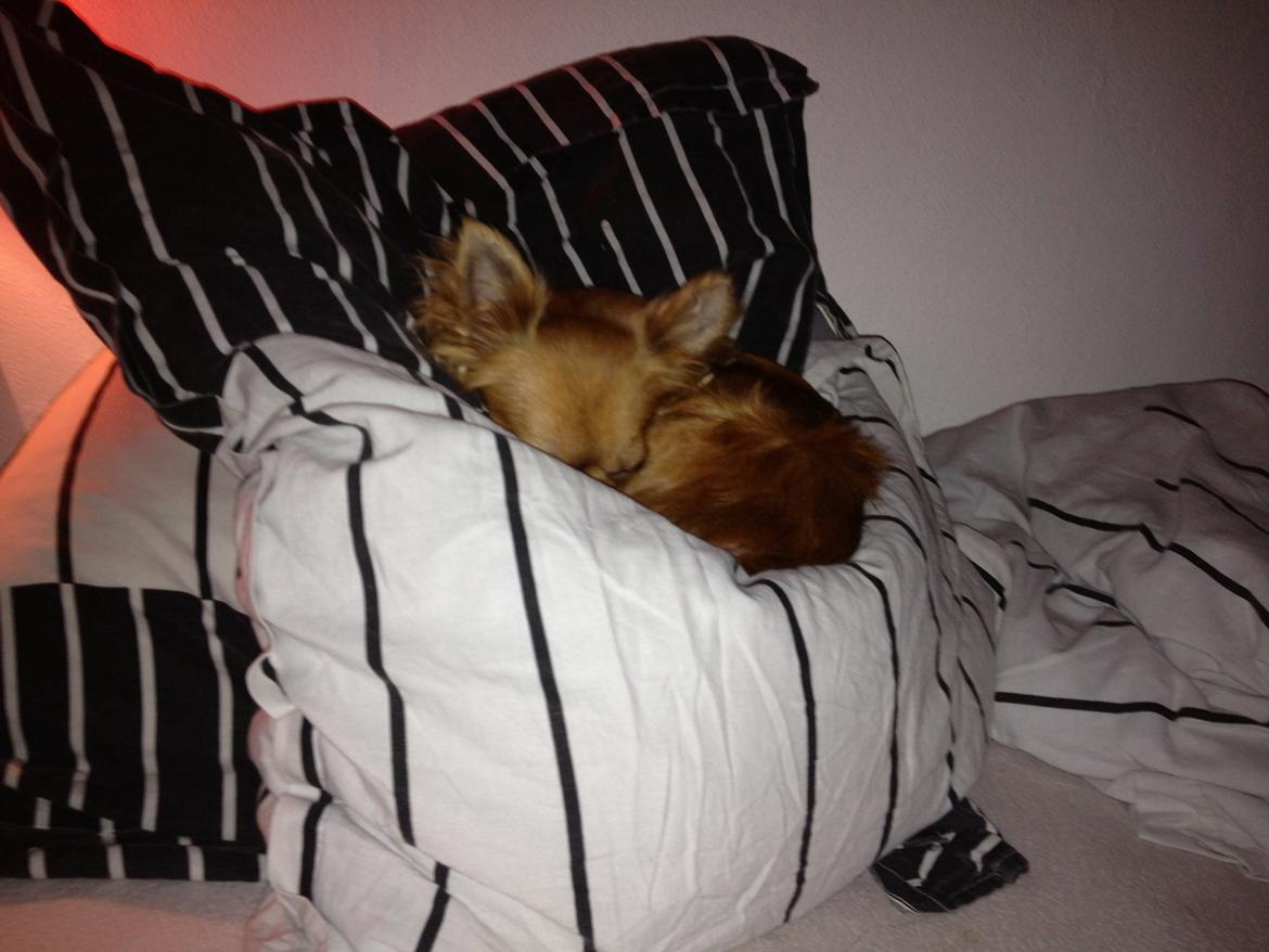 Chihuahua Cloe billede 6