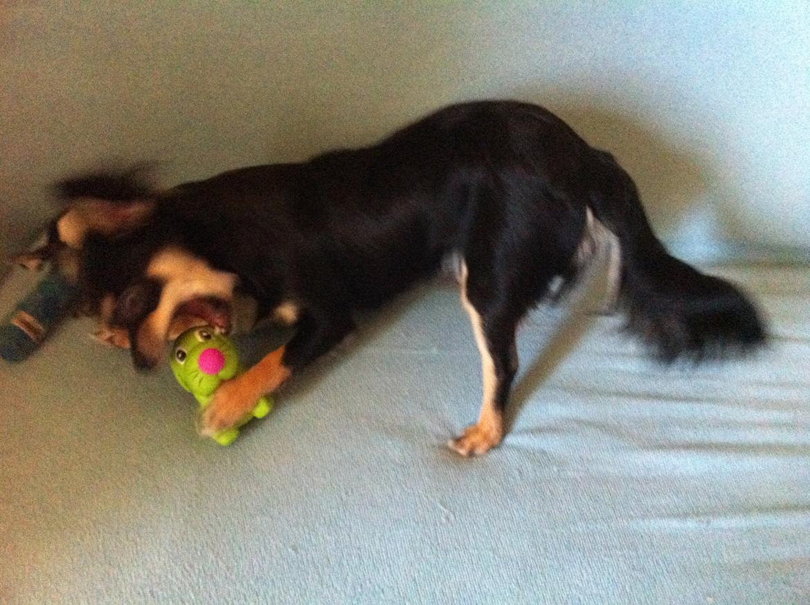 Chihuahua R.I.P Pago Pjevsen - Killer attack på hr grøn :-D billede 28