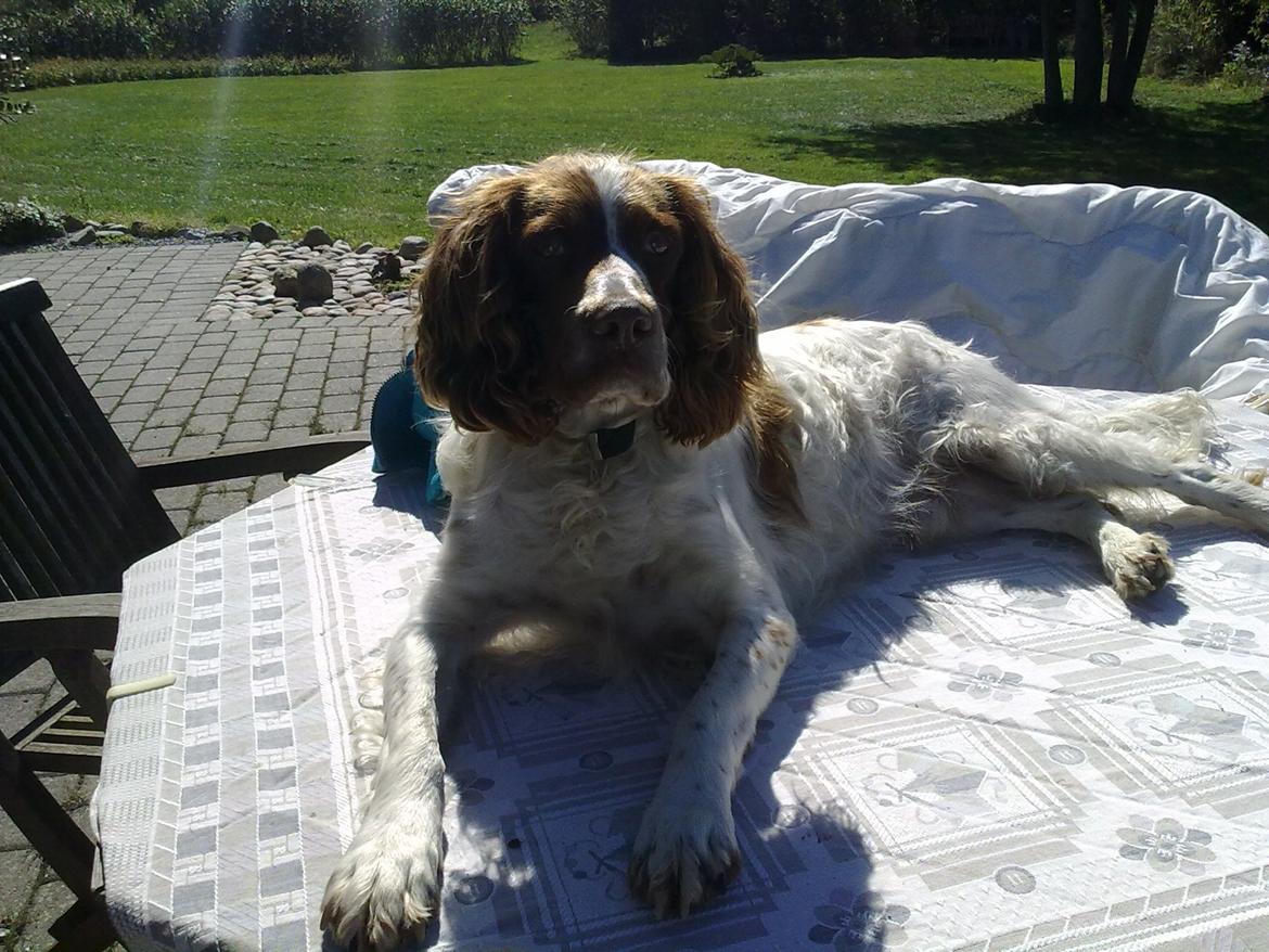 Engelsk springer spaniel White Aslan - Der må du da vist ikke ligge..<3 billede 7