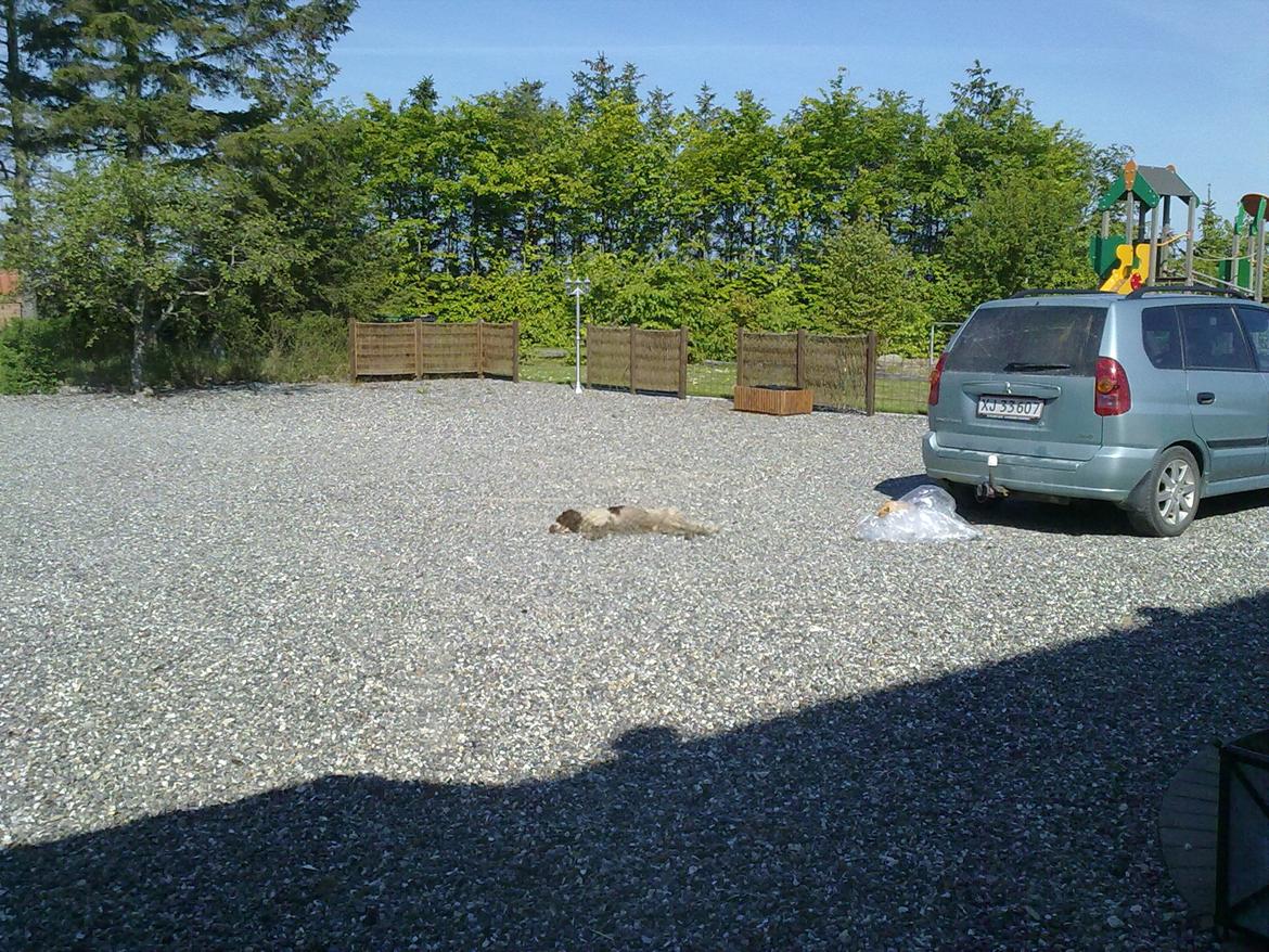 Engelsk springer spaniel White Aslan - Slapper af i solen:D billede 10