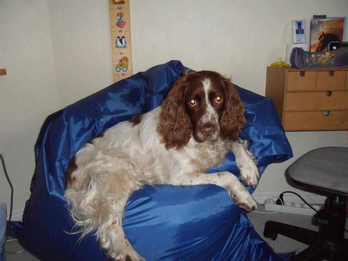 Engelsk springer spaniel White Aslan - Der røg min sækkestol...<3 billede 11