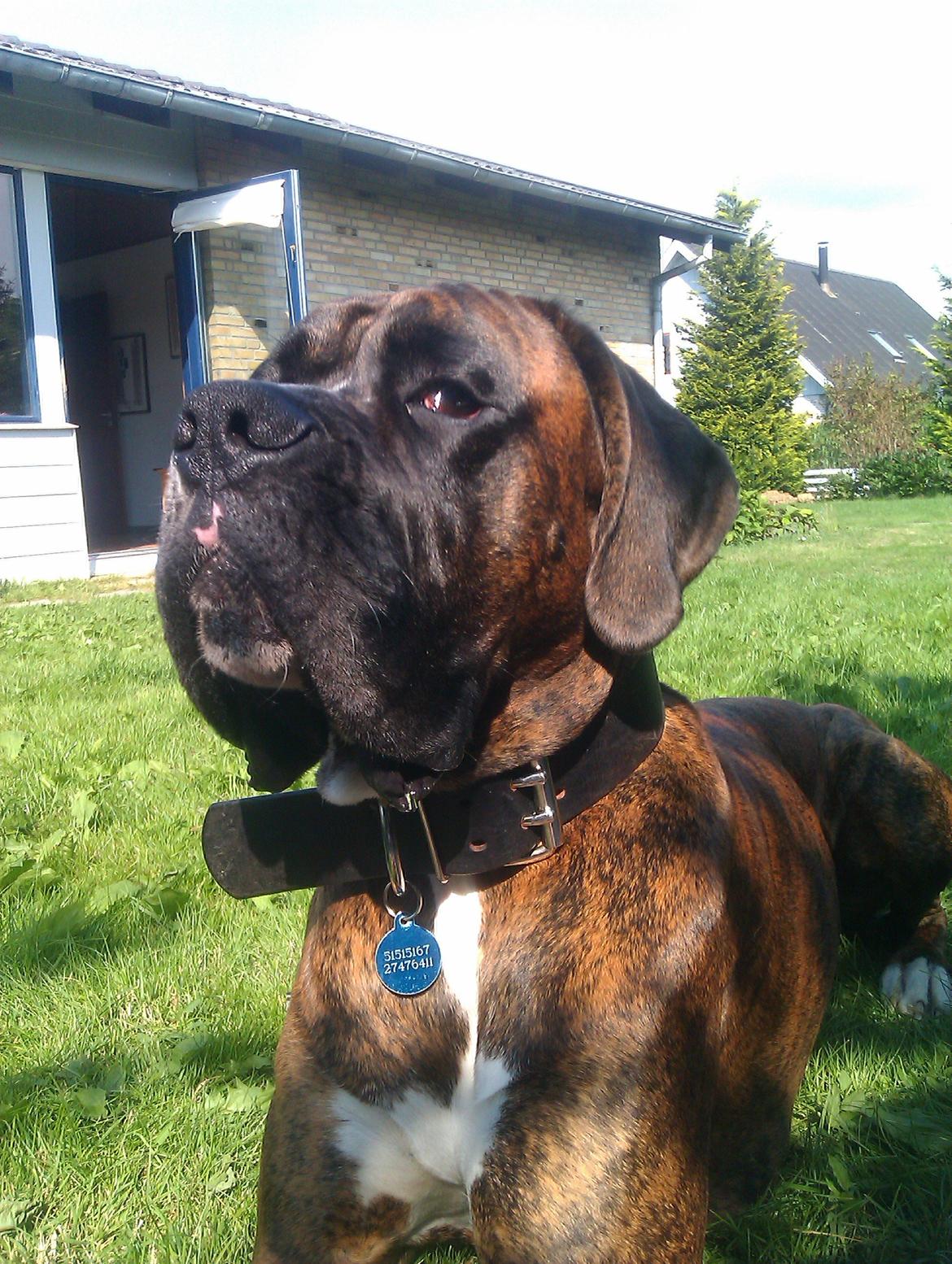 Blanding af racer Elvis billede 1