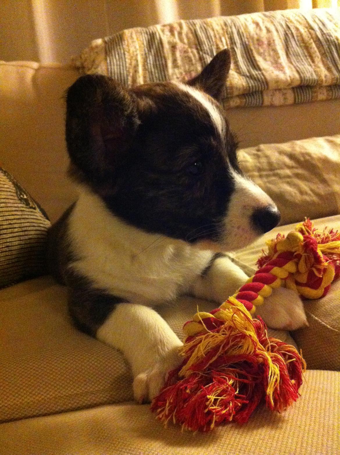 Welsh corgi cardigan Faarup Nixon - Første dag i hans nye hjem. 19. dec. 2012 billede 2