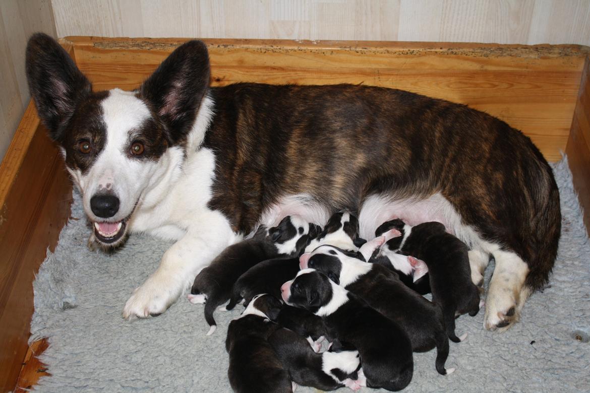 Welsh corgi cardigan Faarup Nixon - Nixon med alle hans søskende. Foto: Erik Faarup billede 3