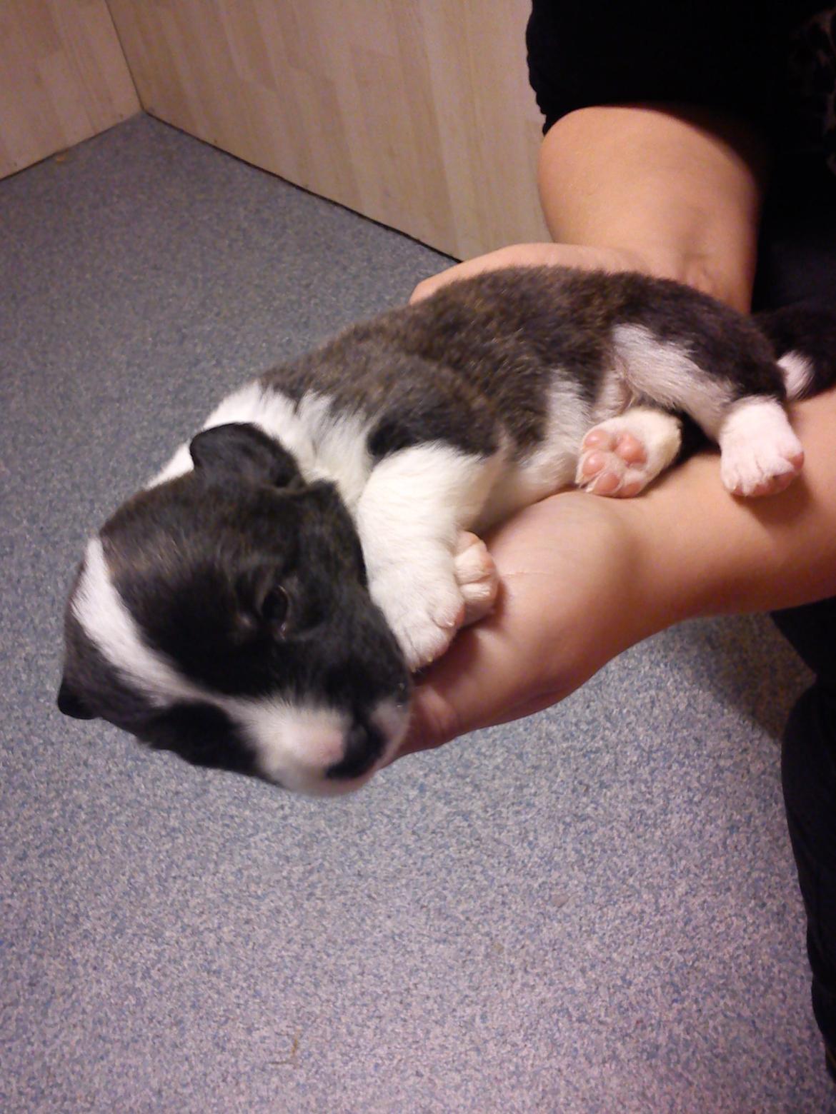 Welsh corgi cardigan Faarup Nixon - Første gang jeg holder Nixon 22 dage gammel.  billede 4