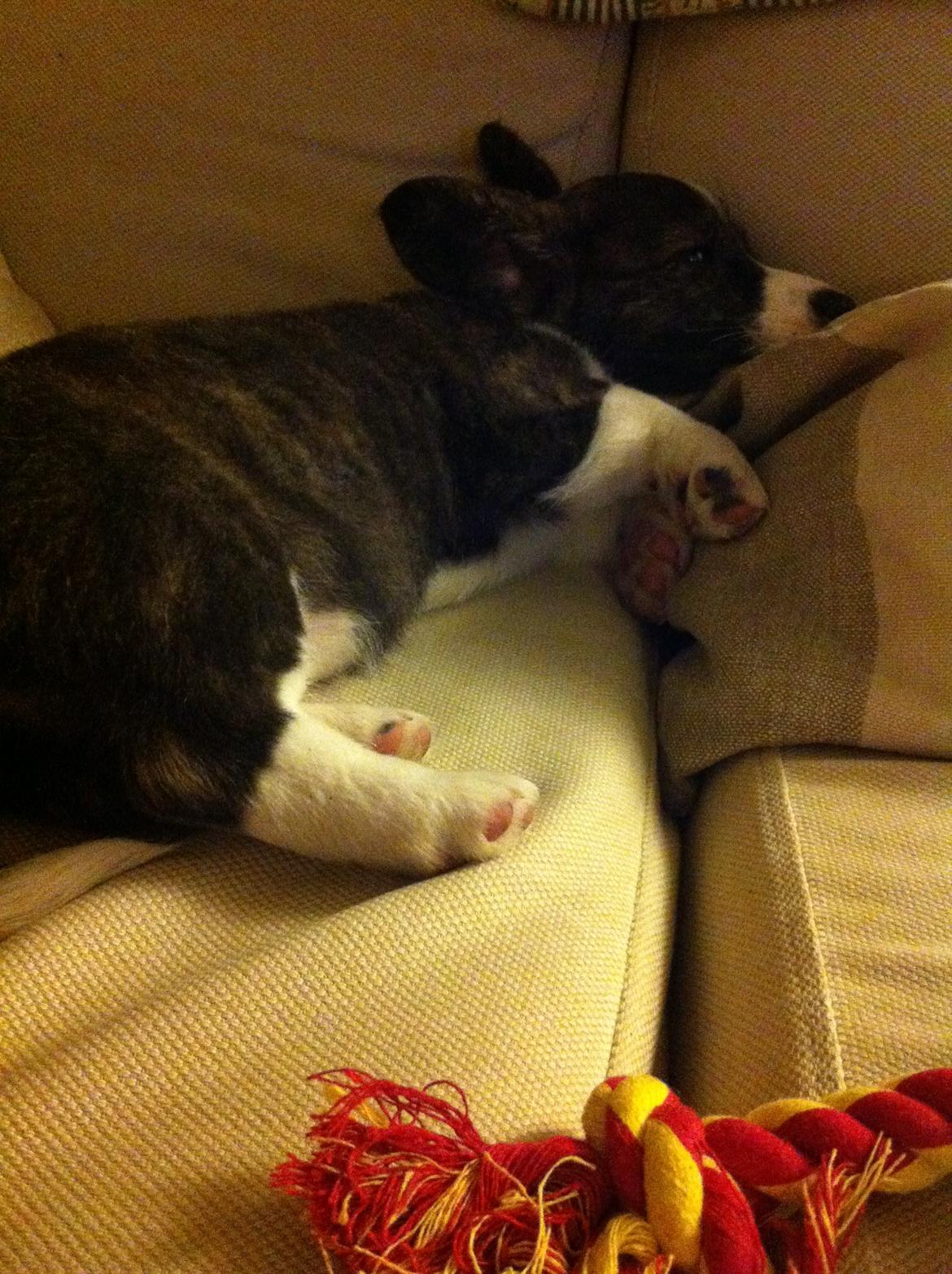 Welsh corgi cardigan Faarup Nixon - Slapper på sofaen. billede 5