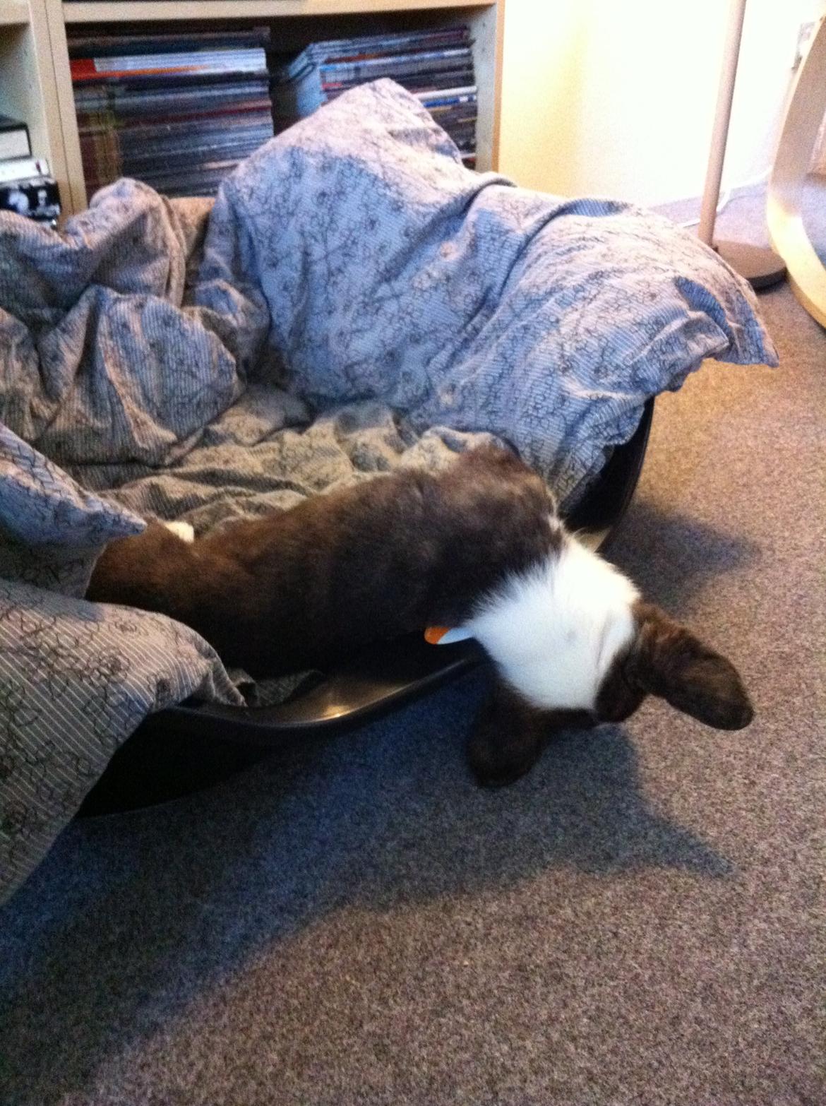 Welsh corgi cardigan Faarup Nixon - zZzzzzzzZZzzZz billede 6