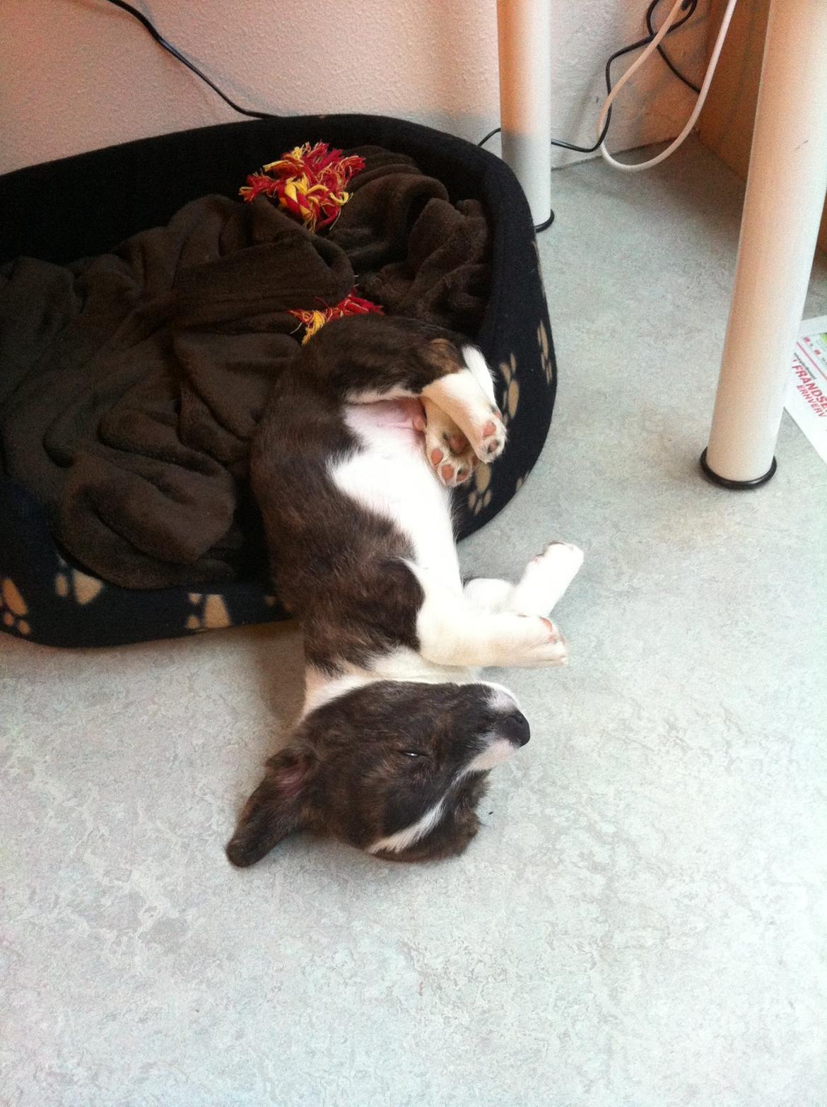 Welsh corgi cardigan Faarup Nixon - zZzzzzzzZZzzZz billede 7