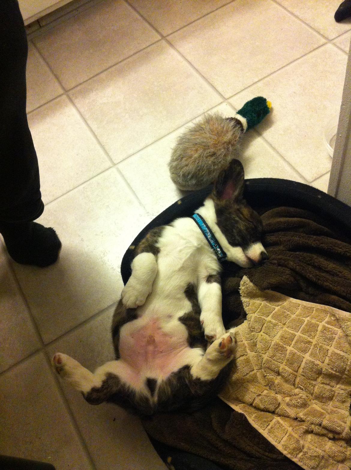 Welsh corgi cardigan Faarup Nixon - zZzzzzzzZZzzZz billede 8