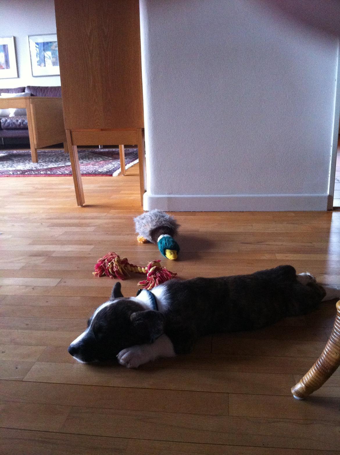 Welsh corgi cardigan Faarup Nixon - zZzzzzzzZZzzZz billede 9