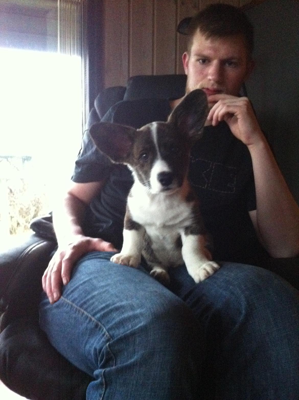 Welsh corgi cardigan Faarup Nixon - To frække fyre ;-) billede 10