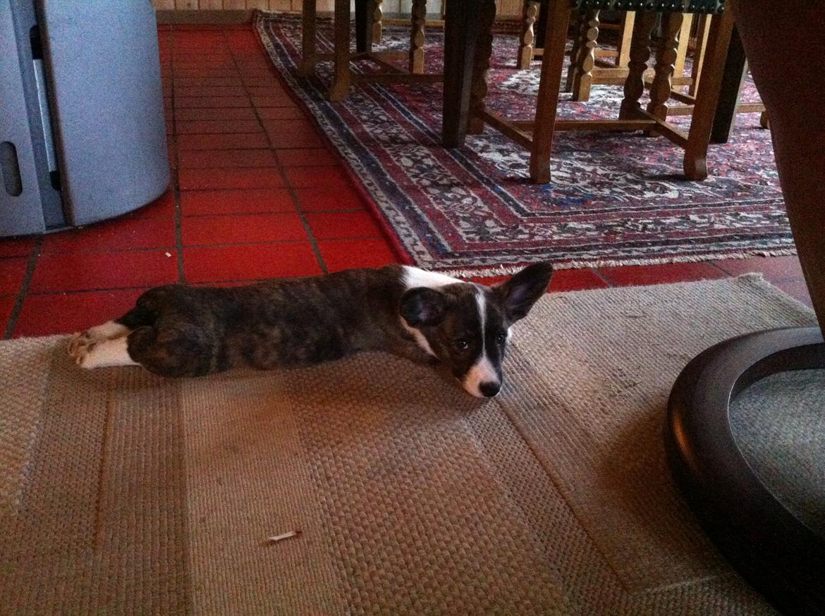 Welsh corgi cardigan Faarup Nixon - Man kan da ikke modstå disse øjne, vel?  billede 11