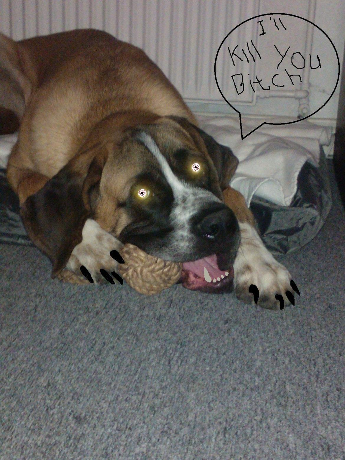 Blanding af racer Leon billede 15