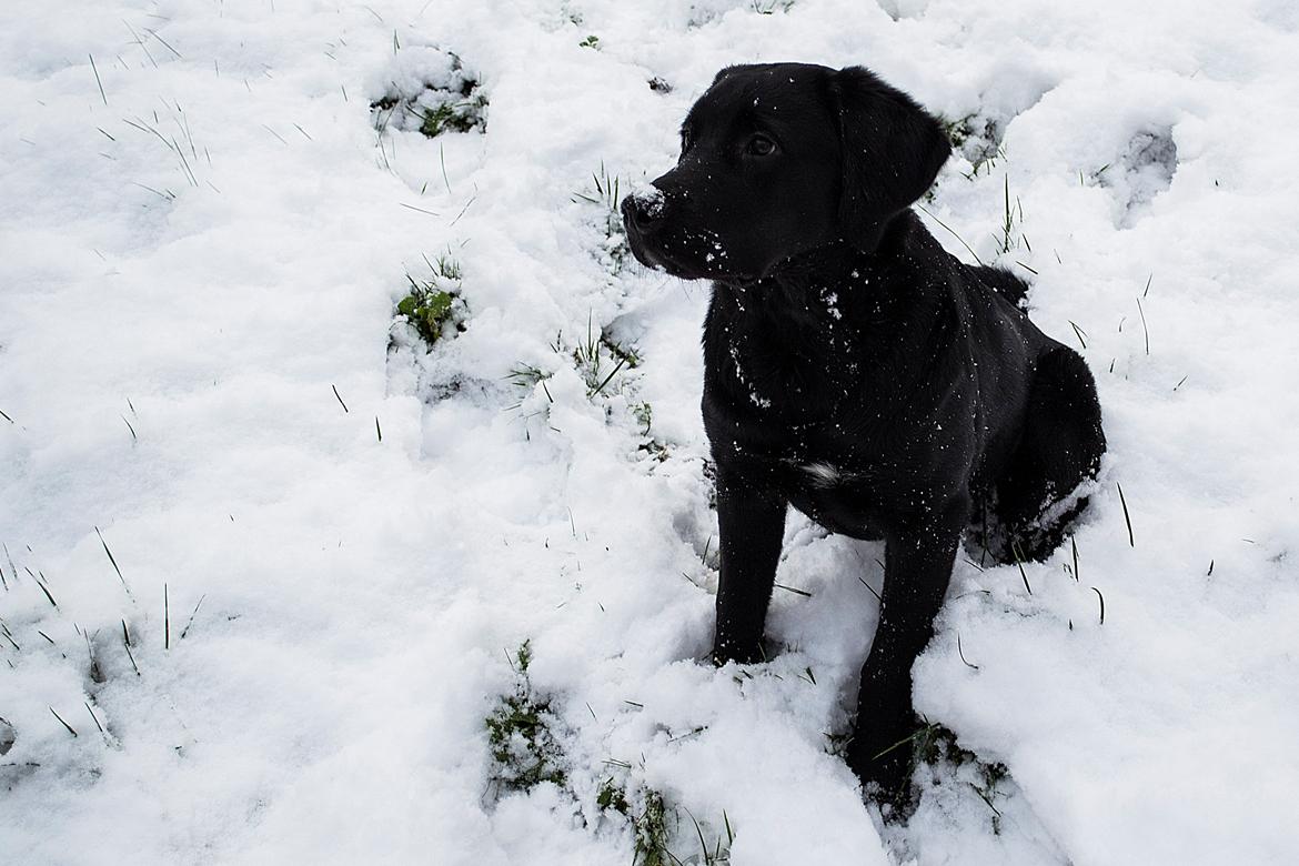 Labrador retriever Trunte - Trunte ½ år. Den første sne billede 16