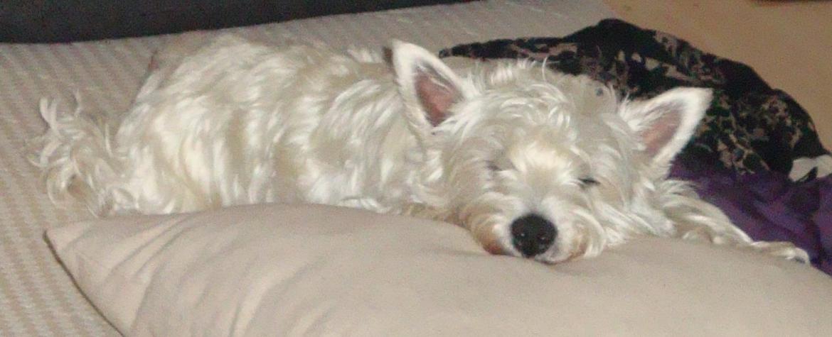 West highland white terrier Bellis - Bellis træt efter julen 2012 billede 18