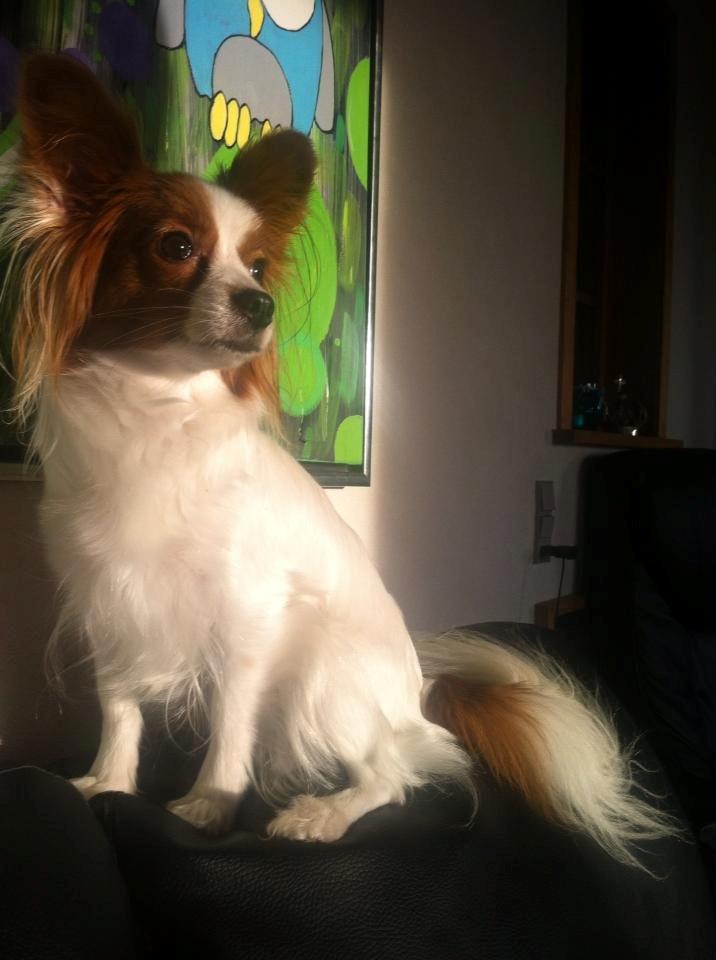 Papillon Avalee aka Ene Herskeren billede 1