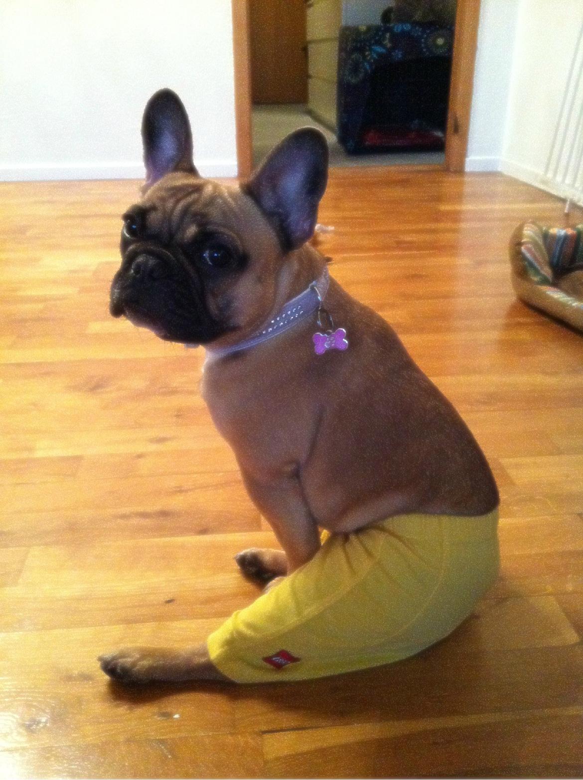 Fransk bulldog Bella - De fine løbetidsbukser :) billede 17