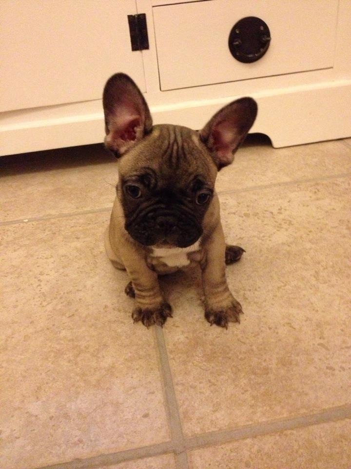 Fransk bulldog Karla billede 1