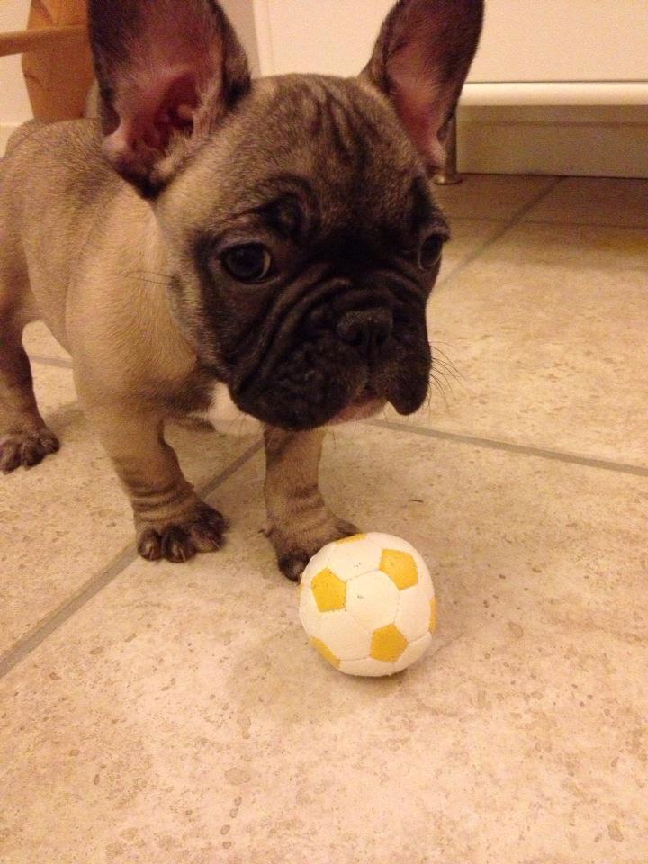 Fransk bulldog Karla billede 2