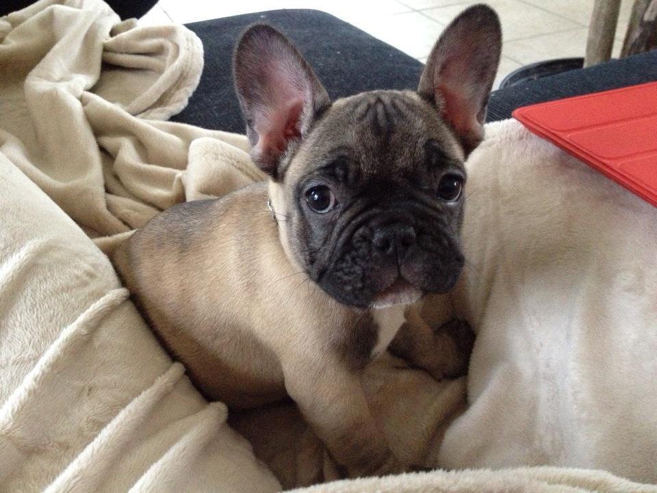 Fransk bulldog Karla billede 3