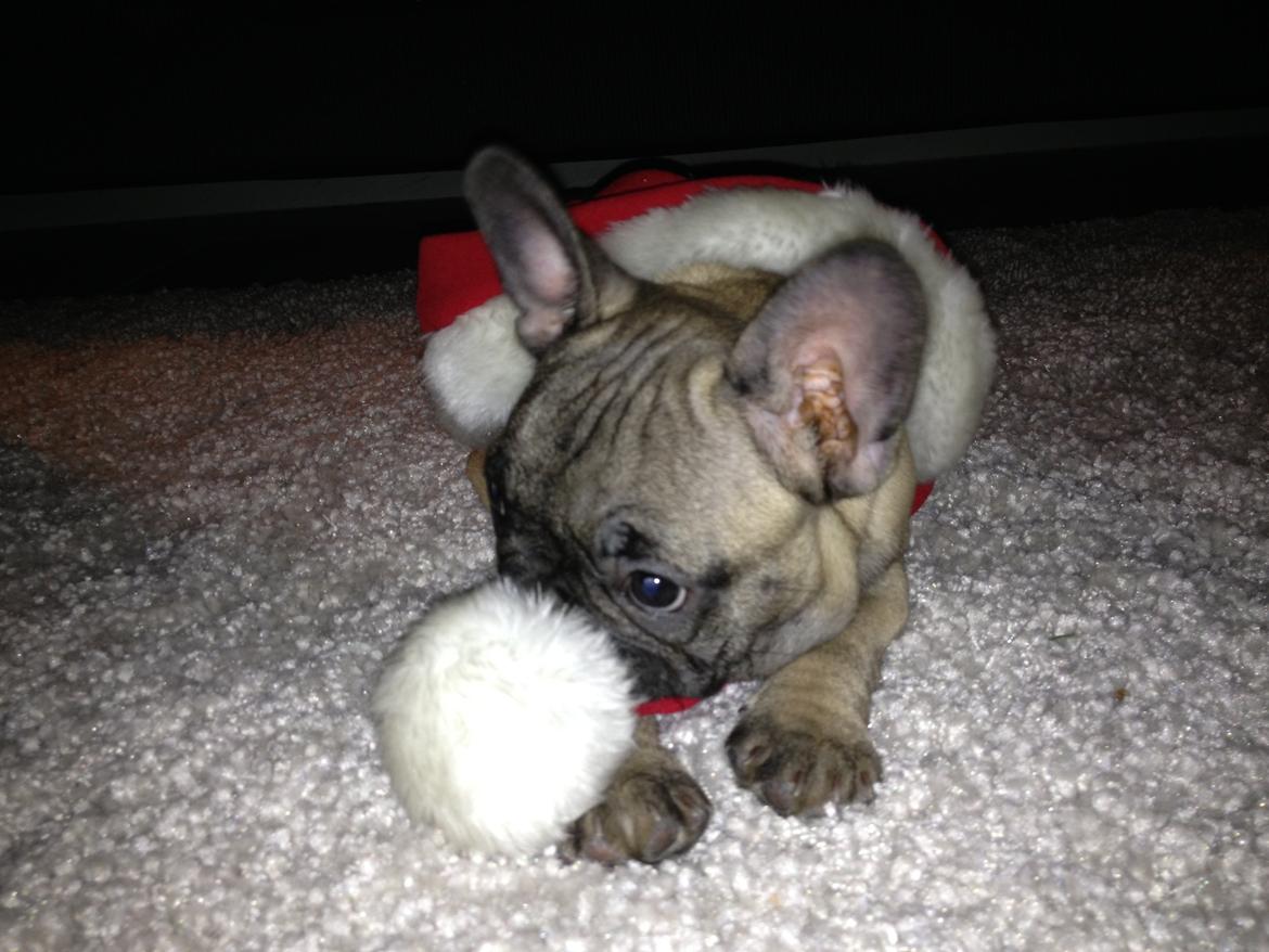 Fransk bulldog Karla billede 4