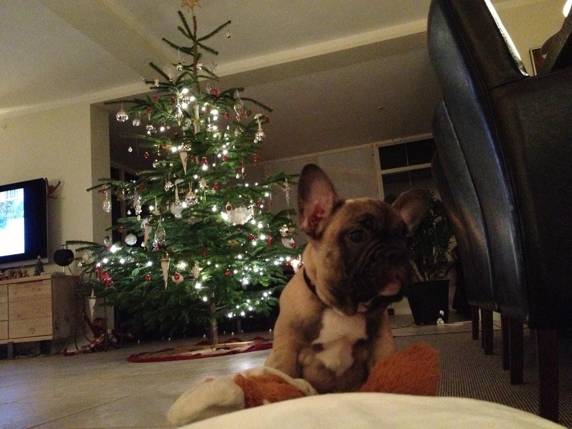 Fransk bulldog Karla billede 5