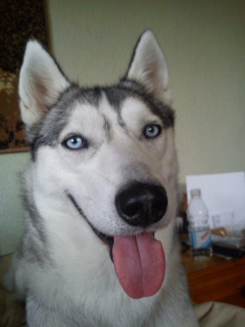 Siberian husky Divsen (diva) billede 5