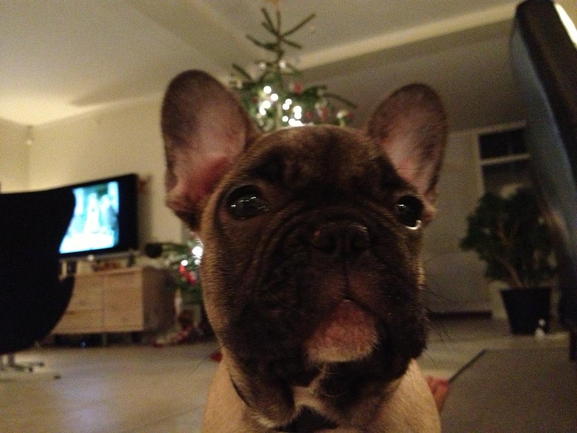 Fransk bulldog Karla billede 6