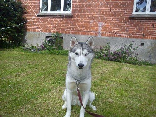 Siberian husky Divsen (diva) billede 6