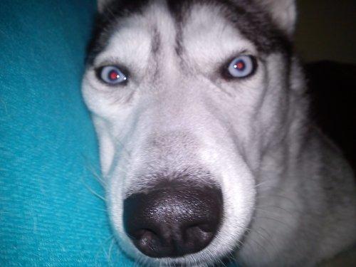 Siberian husky Divsen (diva) billede 7