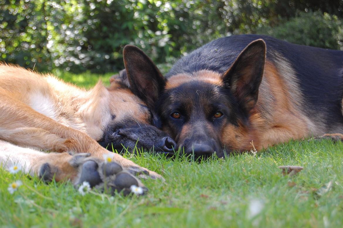 Schæferhund Lyagers Come On Corba - Total afslapning. billede 13