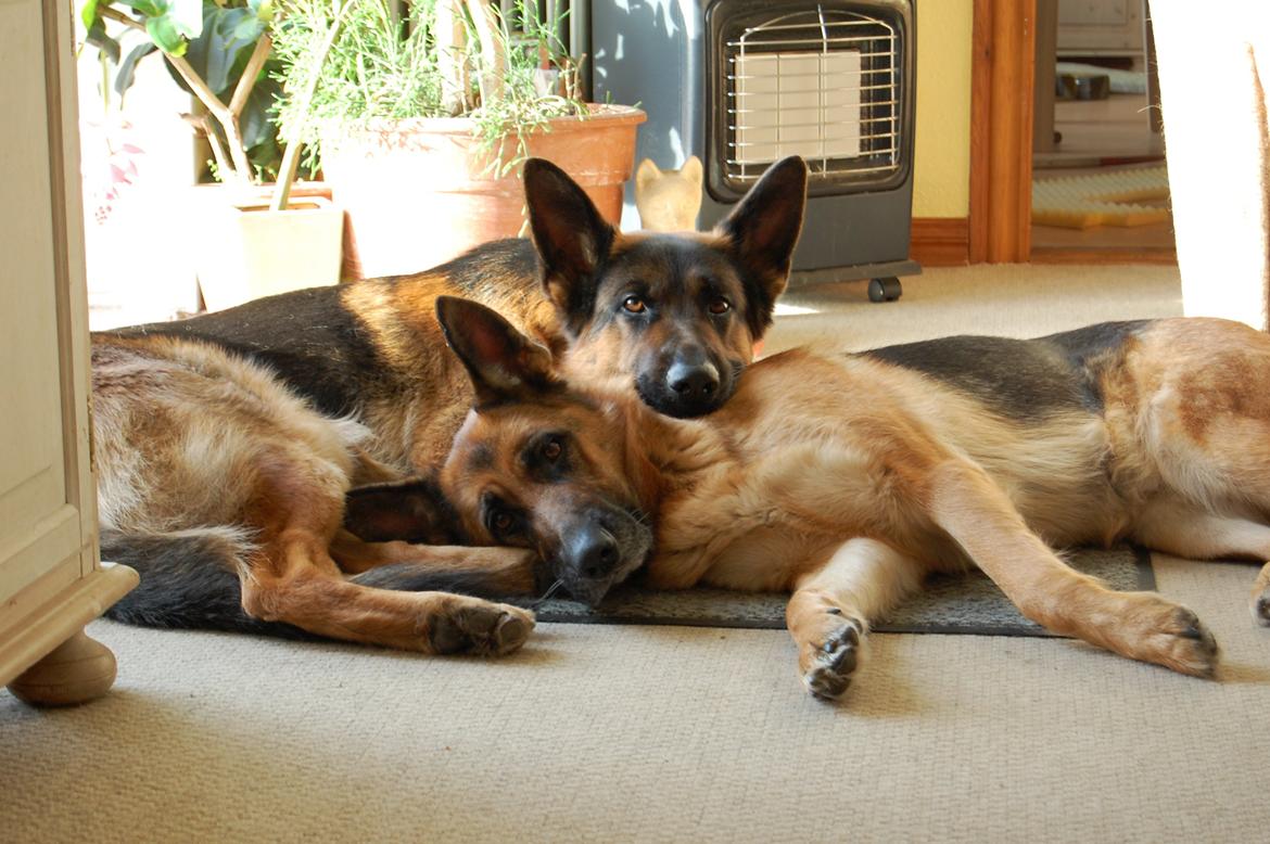 Schæferhund Lyagers Come On Corba - Familiehygge, billede 4