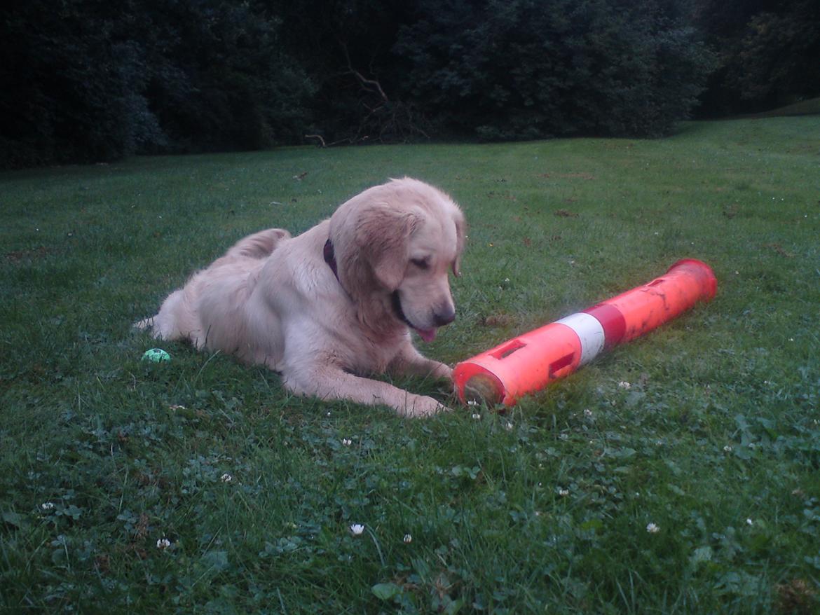 Golden retriever Filippa aka Alma billede 10