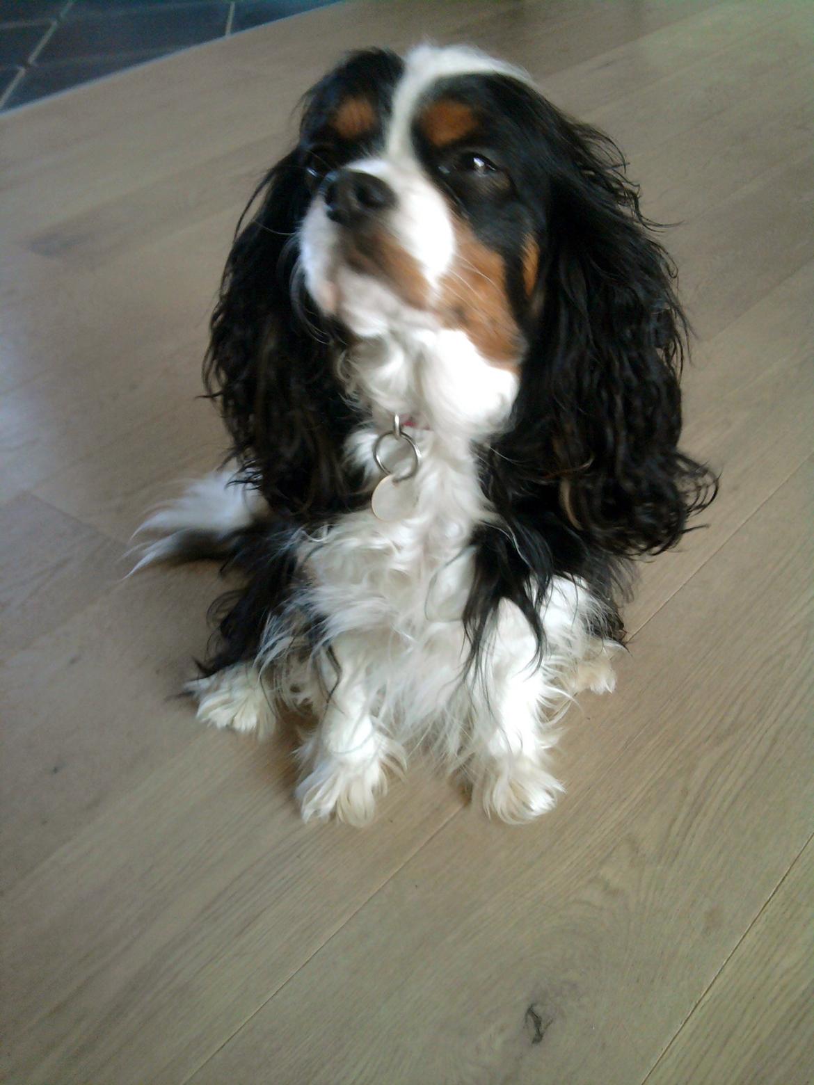 Cavalier king charles spaniel Molly - Molly 2011 billede 7