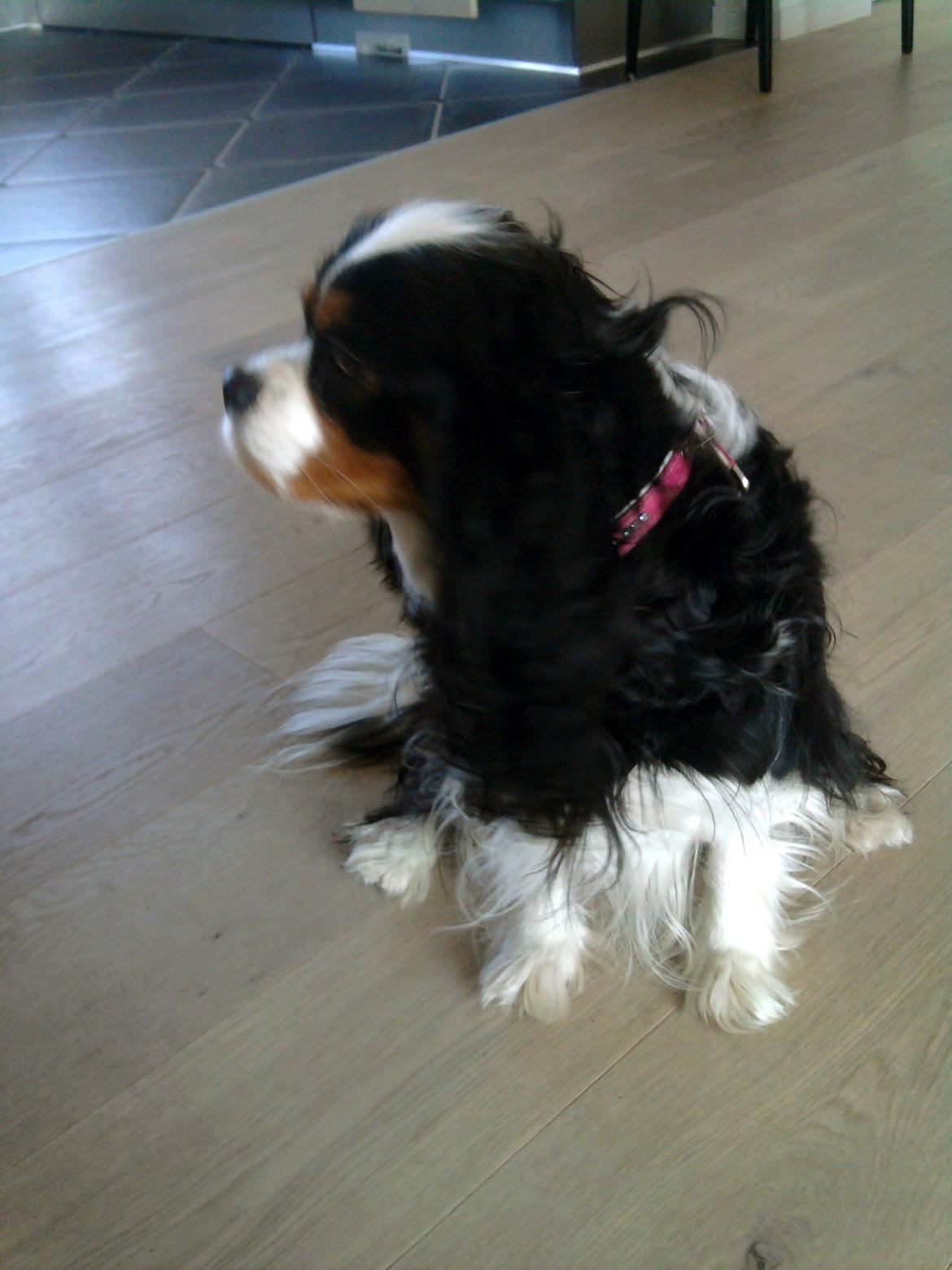 Cavalier king charles spaniel Molly - Molly 2011 billede 8