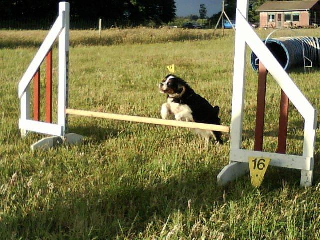 Cavalier king charles spaniel Molly - Molly til Agility 2007 billede 2