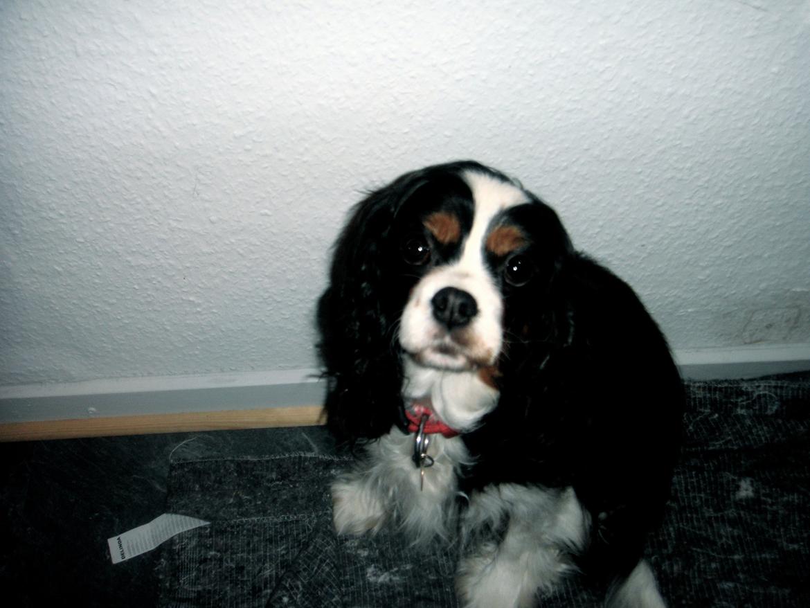 Cavalier king charles spaniel Molly - Molly, november 2012 billede 14