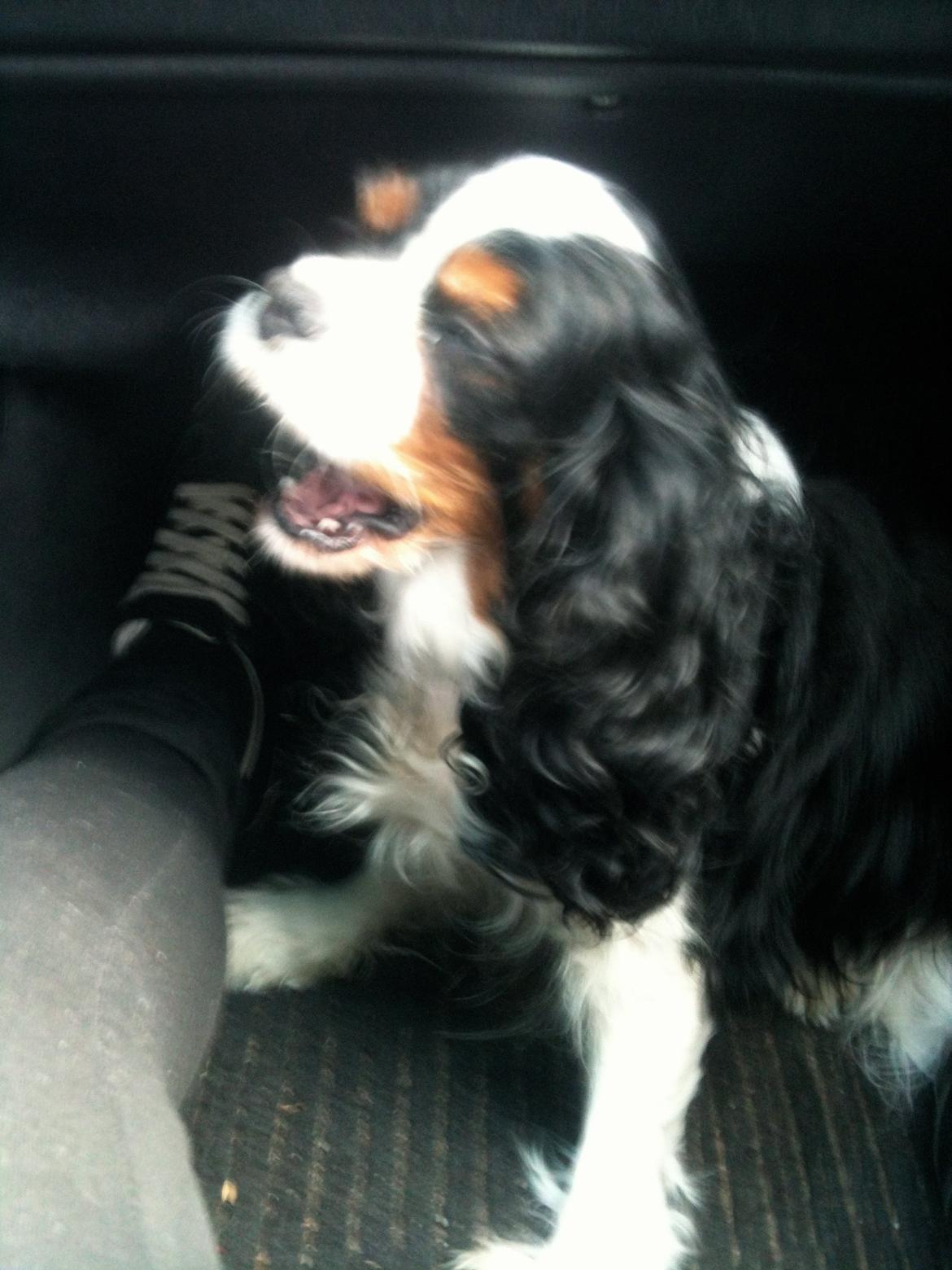 Cavalier king charles spaniel Molly - Molly er altid træt når hun kører bil billede 12