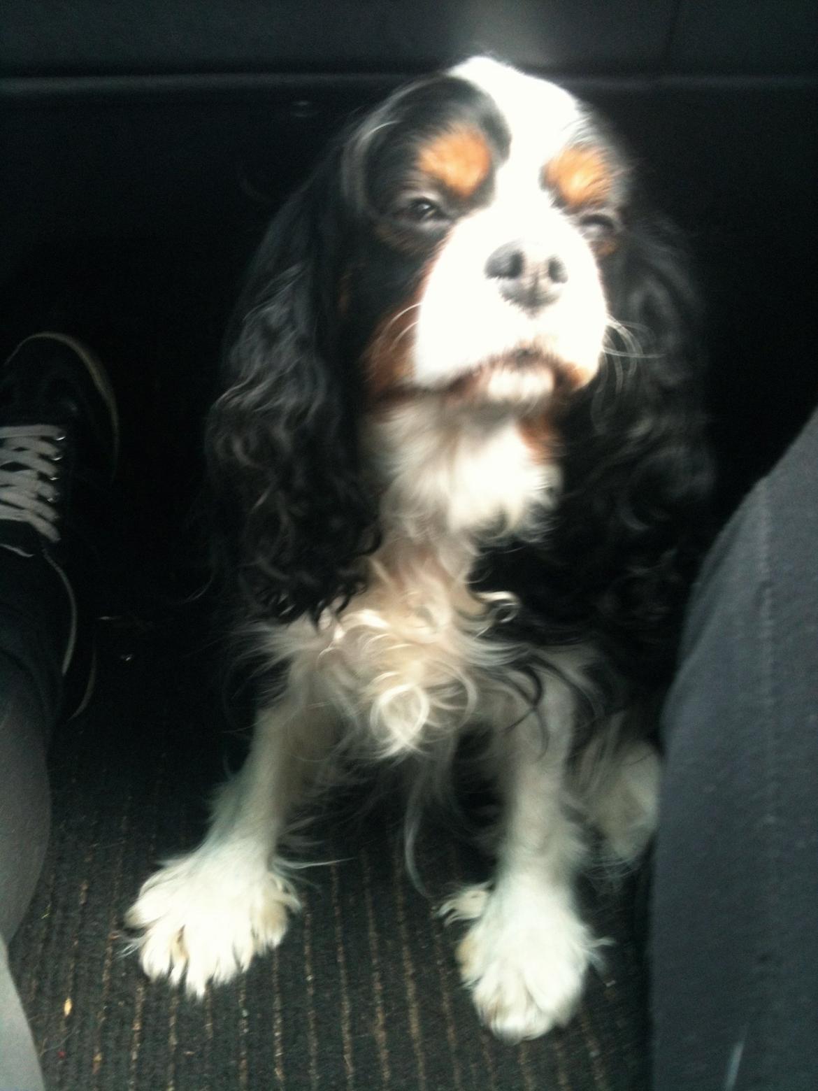 Cavalier king charles spaniel Molly - Ude at køre bil 2012 billede 13