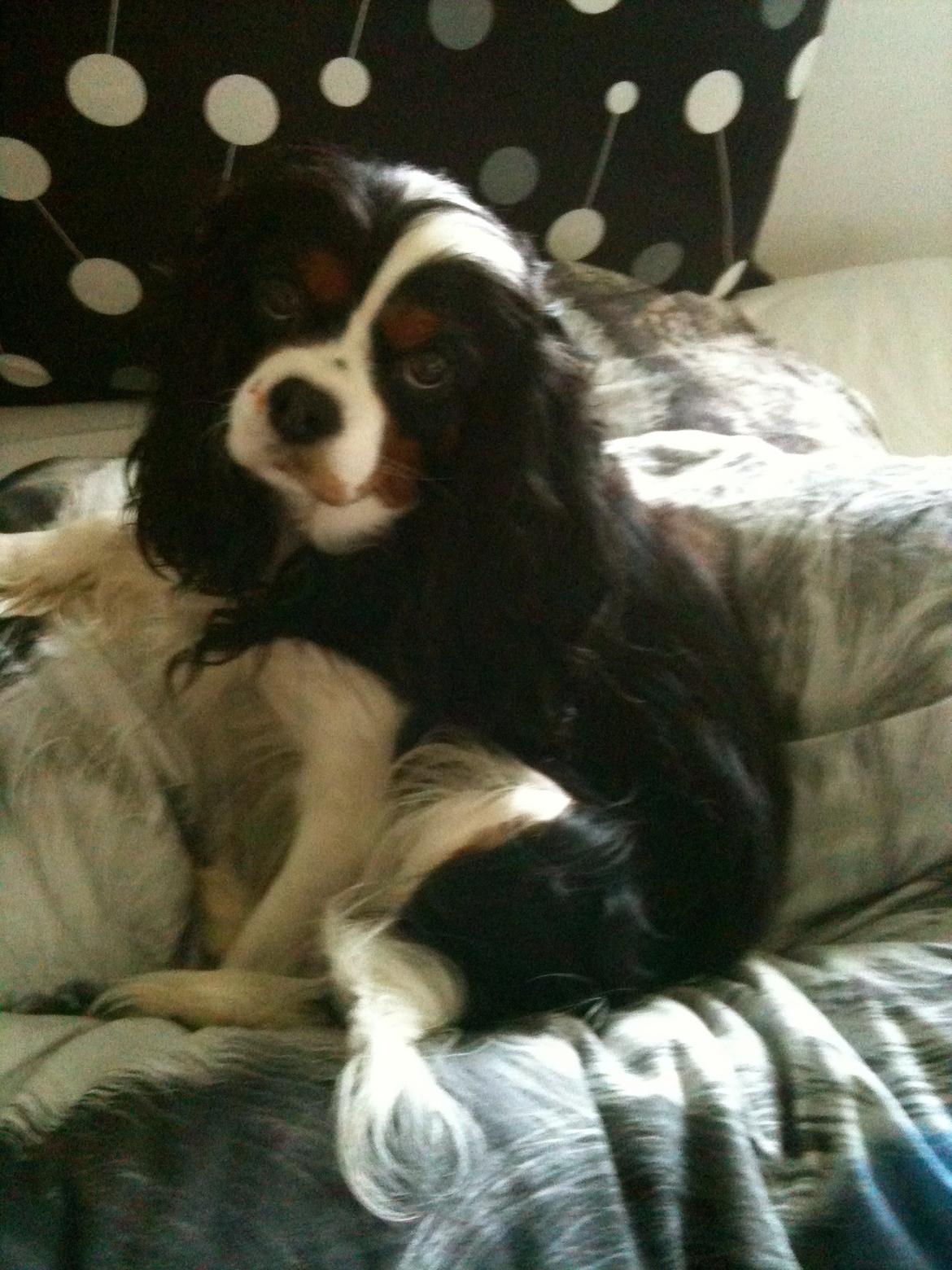 Cavalier king charles spaniel Molly - molly 2009 billede 5