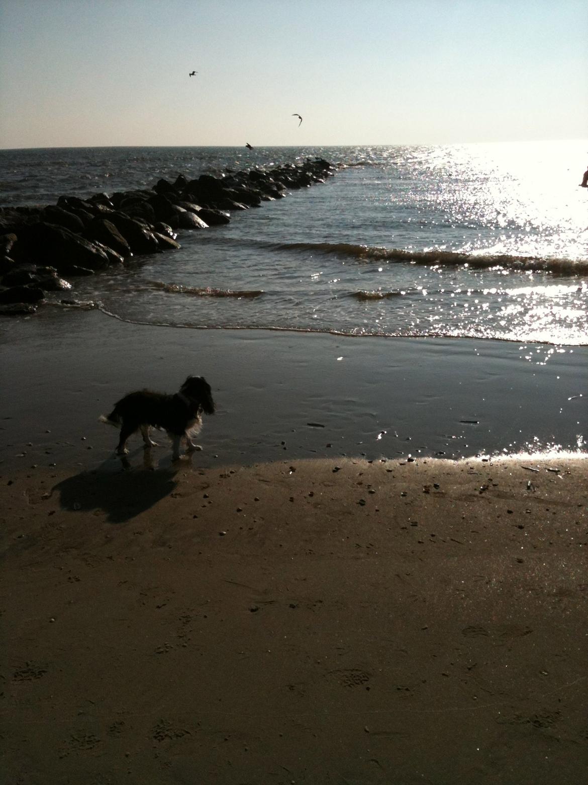 Cavalier king charles spaniel Molly - Molly i Blåvand. Det sker at vi kan lokke hende med ud i vandet billede 10