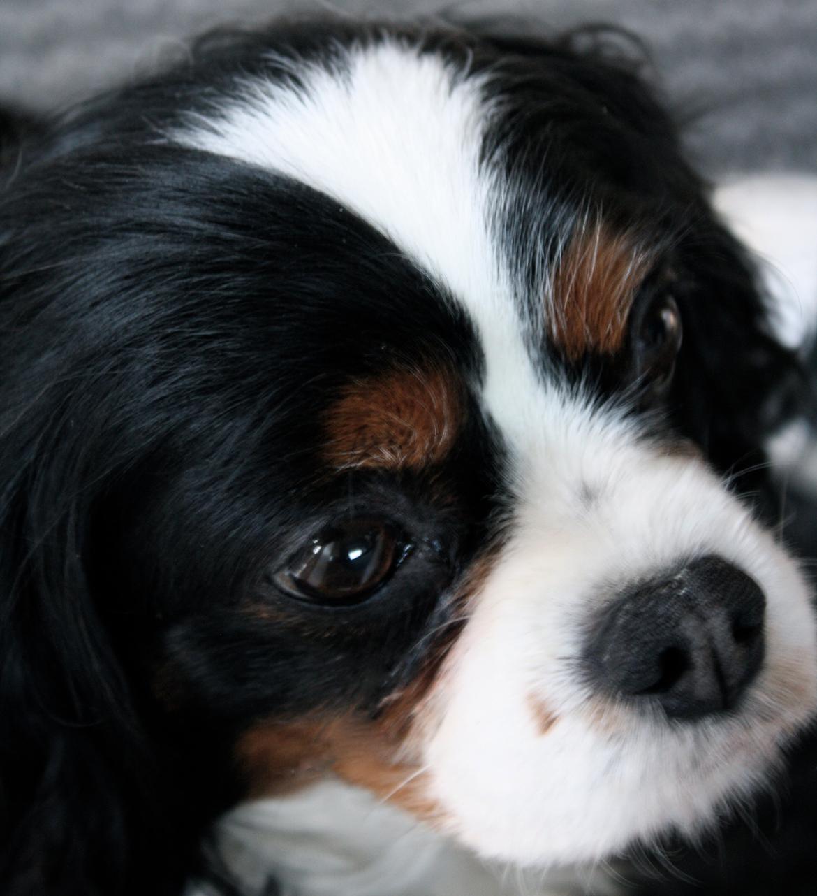 Cavalier king charles spaniel Molly - Molly 2012 i blåvand billede 1