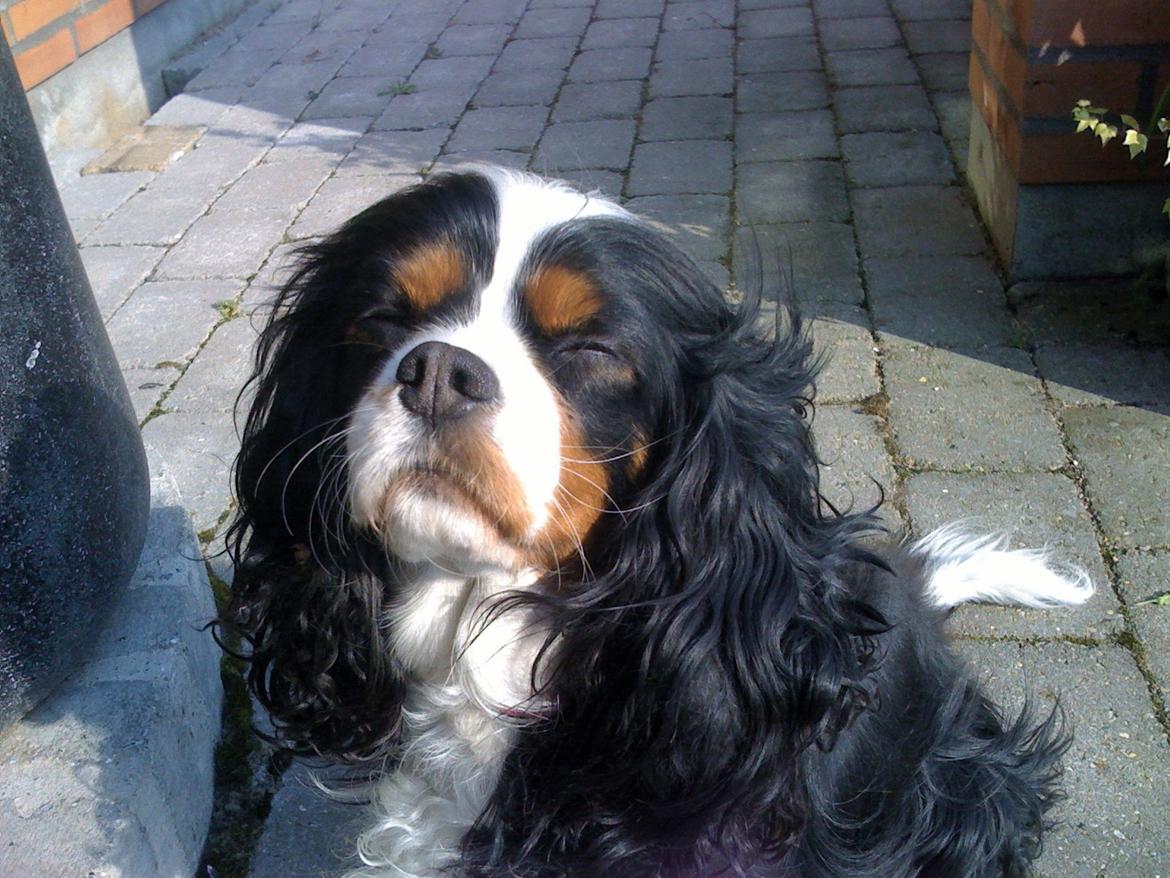 Cavalier king charles spaniel Molly - Molly 2012 i blåvand, hun nyder solen i viterferien billede 11