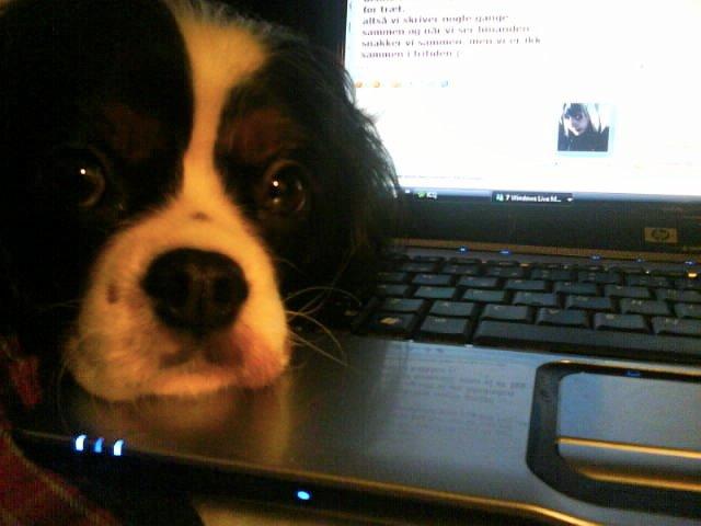 Cavalier king charles spaniel Molly - molly - 2007 "vil du ikke hellere lege med mig end spille computer?" billede 3